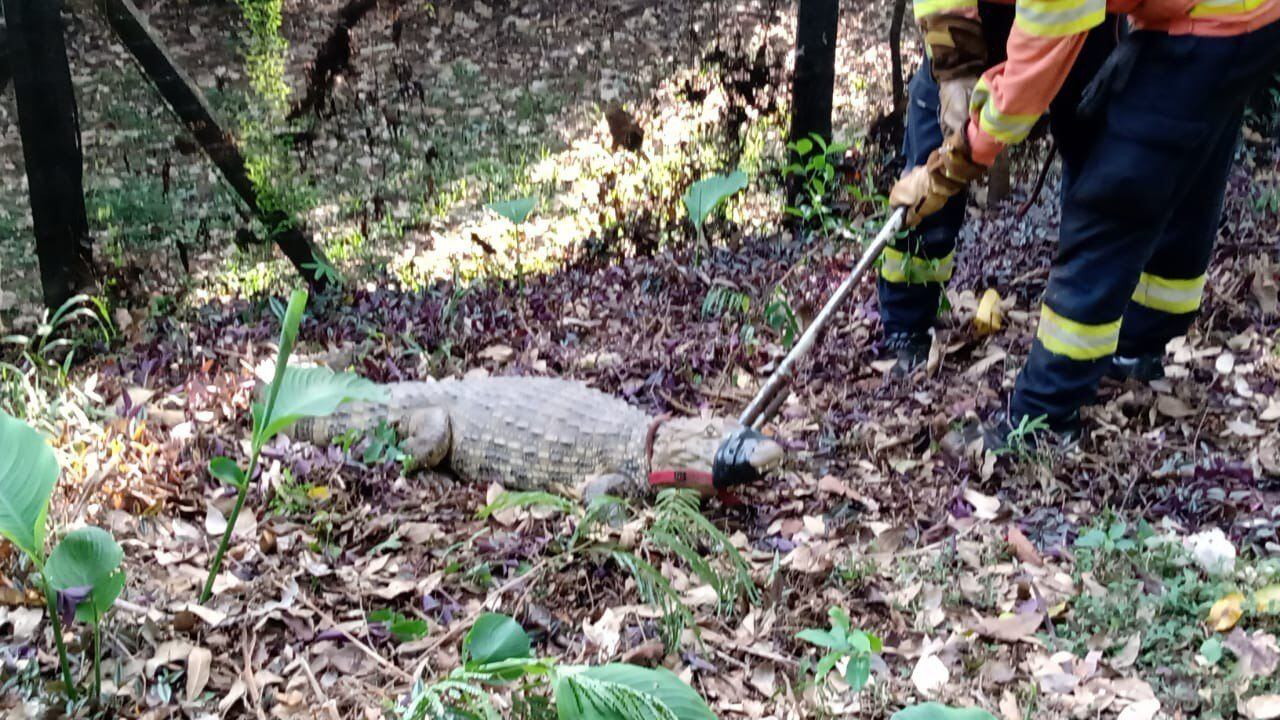 Jacaré foi imobilizado e preso