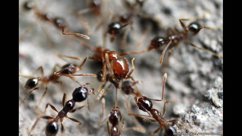 Na categoria 14 anos ou menos, o prêmio foi para Patria Prasaysa, de dez anos, da Indonésia, por uma série de imagens documentando um formigueiro