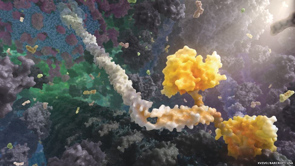 Cientistas geralmente têm histórias complexas para contar e nós os ajudamos a simplificar com a animação e as imagens', afirmou Michael Astrachan, presidente e fundador da XVIVO. 

Na foto, uma cinesina, uma proteína motora que transita através de estruturas da célula chamadas microtúbulos