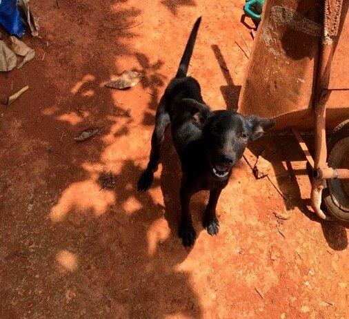 Animais foram resgatados em situação bastante precária