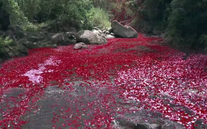 As flores cobriram montanhas, rios, casas, ruas e carros