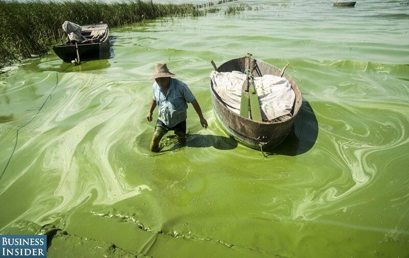 

Pesquisas
descobriram que, do total da água no subterrâneo das cidades chinesas, cerca de
90% está poluído. E 70 % dos rios e lagos estão igualmente contaminados.

Na
imagem, um pescador caminha em lago coberto de algas na cidade de Chaohu em julho de 2013
