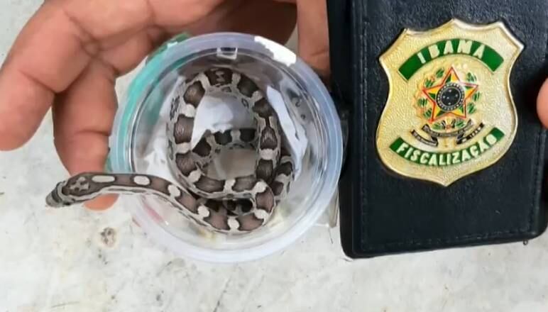 Filhotes ficaram 21 dias dentro de embalagem
