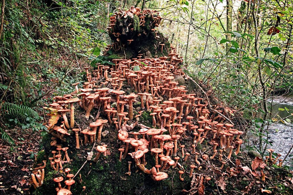 Se você pensa que o maior ser vivo do planeta é uma baleia, você está enganado: apesar de serem mamíferos gigantescos, as baleias perdem feio para o vencedor. O maior ser vivo atualmente é um fungo que ocupa uma área de 965 hectares, ou seja, 9 milhões de m²!
