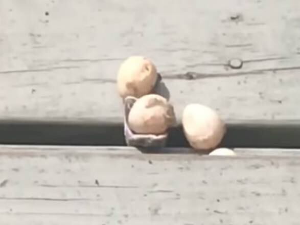 Até que o quarto ovo do almoço frustrado é colocado para fora...