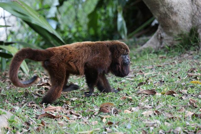 No último sábado (14), quatro macacos foram encontrados mortos na localidade de Alto Bananeiras, em Venda Nova do Imigrante
