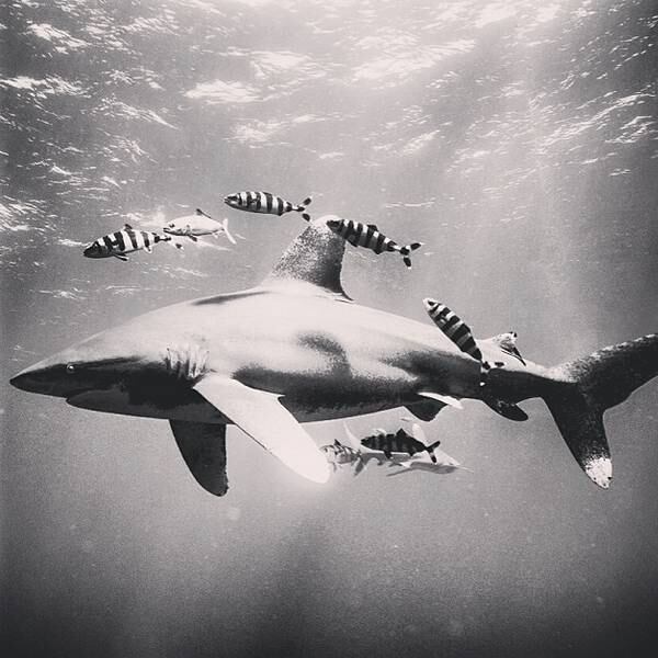 Ele criou um sistema de iluminação subaquática tão poderoso quanto o de seu estúdio na Califórnia.
— Percebendo que eu não poderia trazer um tubarão para o estúdio, eu sabia que teria que trazer o estúdio até ele
