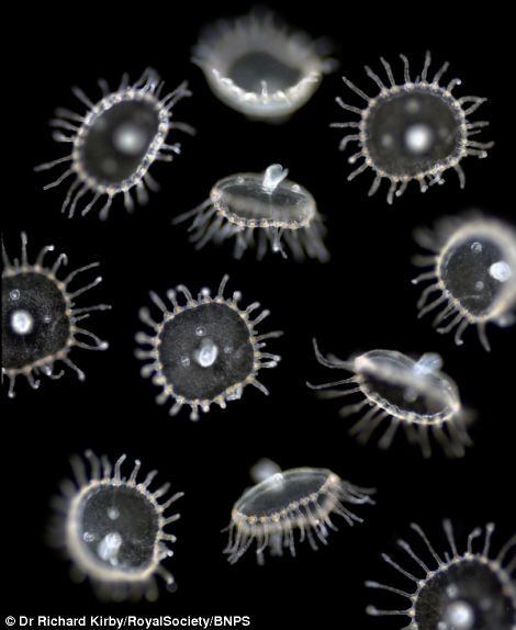 Segundo Kirby, sem os plânctons a vida nos mares seria praticamente impossível.

— O plâncton não é útil somente para aqueles que se alimentam dele, mas também porque ele é levado pelas marés para diferentes lugares do planeta. Isso aumenta a diversidade biológica marinha e melhora o ecossistema