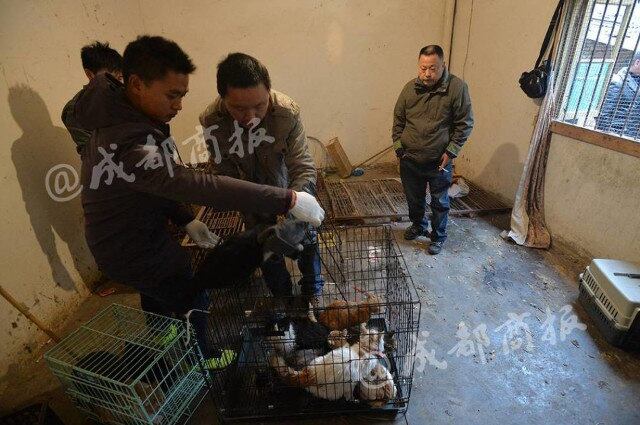 Organizações de defesas dos animais vêm lutando contra esses costumes, que também estão presentes em países como o Canadá (região do Alaska) e até na Suíça