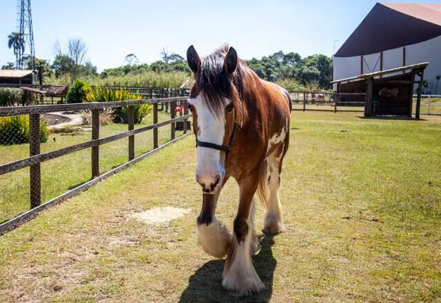 Entre os animais, há presenças garantidas de ovelhas, porcos, galinhas, galinhas d'angola, galo, pavão, gansos, cavalo e vacas. Mas o destaque deste ano será a chegada de uma jumenta com seu filhote, além de Lyon continuar fazendo a alegria dos participantes 