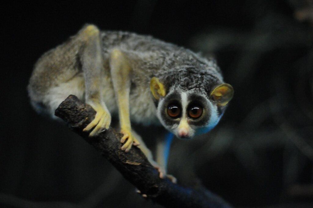 Lori-preguiçoso

Esse animal, um parente próximo dos lêmures, é a única espécie de primata venenosa do mundo. Nativos do continente asiático, principalmente da Índia, eles são caçadores noturnos que injetam sua toxina por meio da mordida, obtida ao lamberem uma glândula no braço, onde a secreção é ativada quando em contato com a saliva
