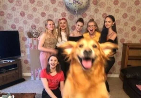 Quem tem cachorro sabe muito bem a bagunça que eles fazem e as aparições espontâneas. Mas, neste caso, tudo aconteceu no momento perfeito