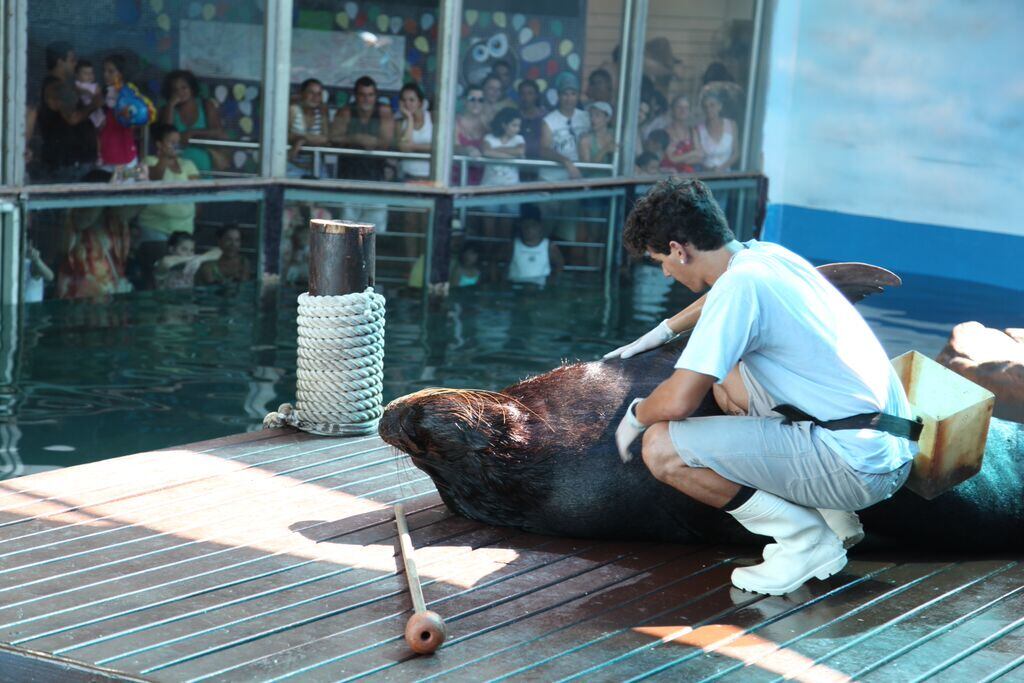 O leão-marinho também nasceu no aquário e tem 9 anos. Pesando 320 kg, ele foi batizado como Abaré
Inti, que em tupi-guarani quer dizer 'amigo do homem'
