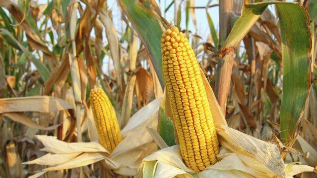 A parte de botânica do filme, por outro lado, é quase toda correta. O solo marciano é melhor para plantar milho, por exemplo, do que alguns terrenos aqui da Terra