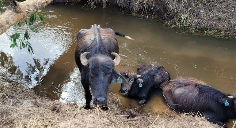 Proprietário da fazenda nega denúncias e diz que búfalos morreram de velhice