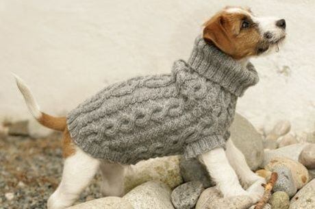 Confira os sete nomes mais comuns dados a cachorros