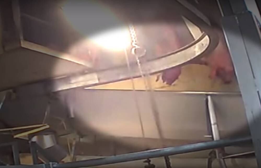 Esta prática é proibida, já que a lei federal norte-americana exige que os animais sejam tranquilizados antes do abate