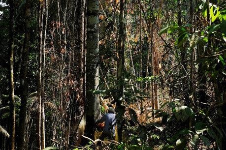 Homem corta árvore na Floresta Amazônica perto de Itaituba