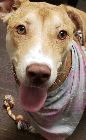 Os hóspedes podem brincar