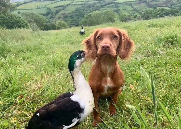 De acordo com o Daily Mail, o casal, que mora na Inglaterra, acreditava que a cadela teria um comportamento territorialista. No entanto, Sarah-Jayne conta que a realidade foi oposta: "Eles adoram brincar de perseguir um ao outro o dia todo, todos os dias"