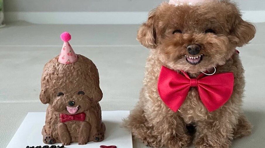 Poodle caramelo ganha bolo miniatura