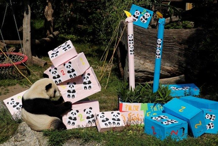 No aniversário de dois anos dos gêmeos filhotes de panda no zoológico de Schoenbrunn em Viena, eles ganharam de presentes vários pacotes de comida

*Estagiária do R7 sob supervisão de Cristina Charão