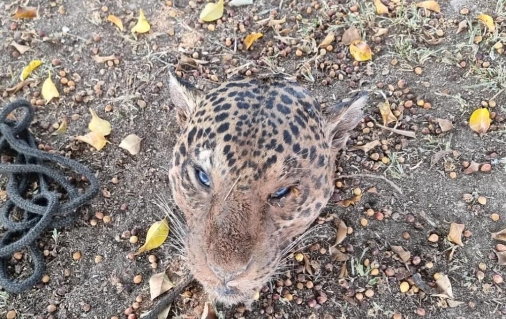 Paula Barbosa, delegada responsável pela Delegacia de
Paranaíta, informou que o suspeito, de 44 anos, foi autuado em flagrante por crime ambiental, além de posse irregular de armas de fogo, utilizadas,
provavelmente, para abater os animais