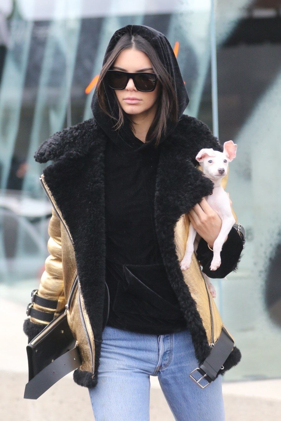 A modelo Kendall Jenner foi flagrada fazendo compras em Los Angeles, nos EUA, mas o que chamou a atenção desta vez não foi apenas seu estilo ou beleza, mas sim seu novo cachorrinho. Ele é uma fofura!