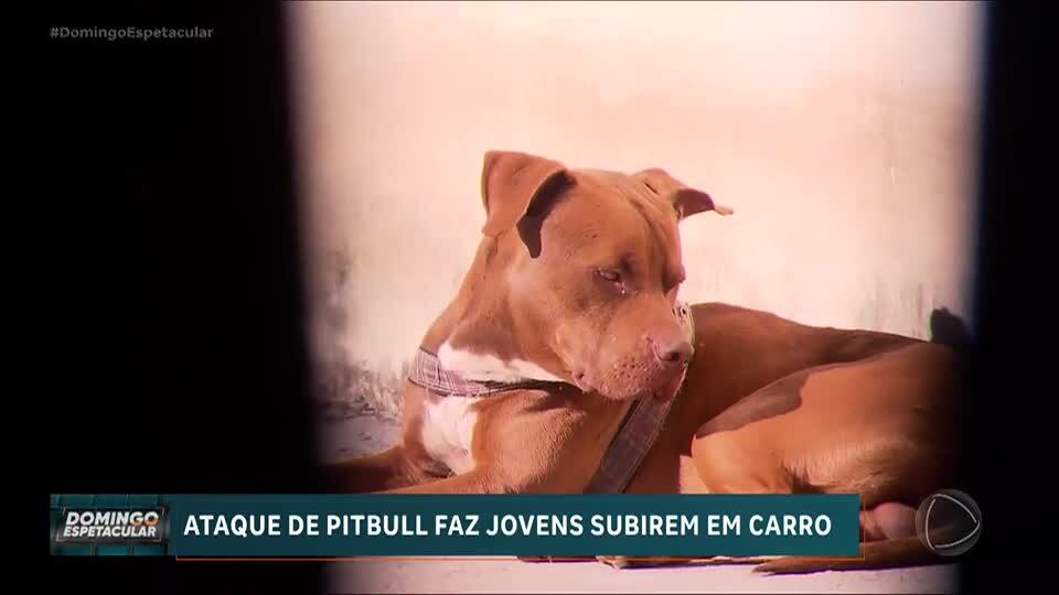 Quase Morri: Ataque de pitbull, marquise desaba, rolo compressor bate de frente com carro e mais