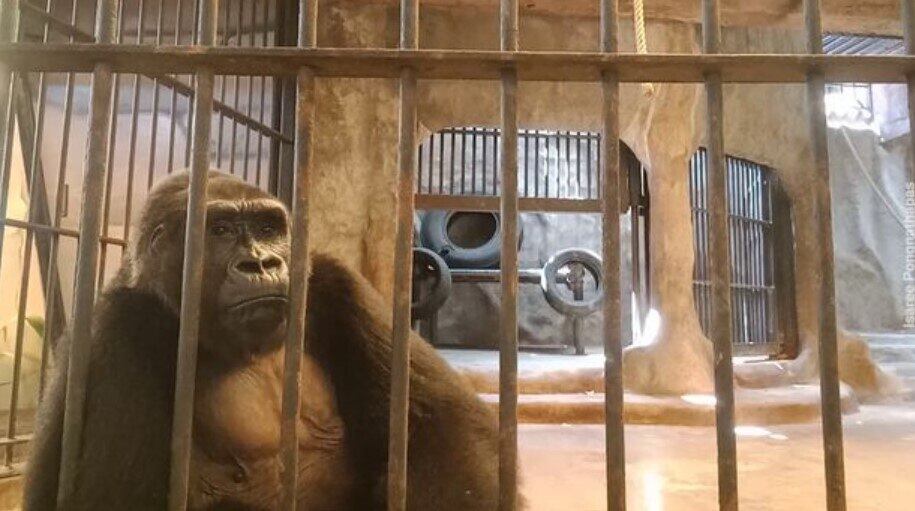Esta é Bua Noi, uma fêma de gorila chamada de "a mais solitária do mundo", que passou o 40º Natal da vida trancada em uma jaula de um zoológico na Tailândia