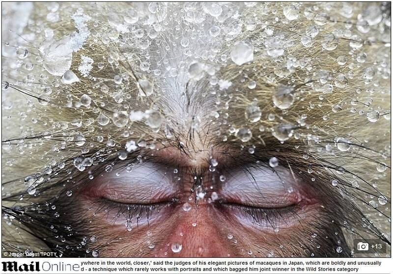 “Jasper Doest traz a natureza para mais
perto, em qualquer lugar do mundo”, disseram os juízes do concurso sobre esta
elegante imagem de um macaco, que foi fotografado de uma maneira muito incomum
— de olhos fechados. A técnica raramente funciona para retratos e lhe rendeu o
prêmio na categoria Histórias Selvagens