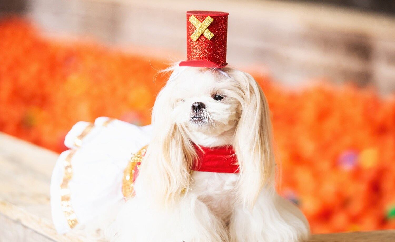 Já entrando no clima de Carnaval, que em 2022 ocorre em abril, a Estância Alto da Serra, em São Bernardo do Campo (SP), promoveu, no início do mês, a 8ª edição do Estância Pet, um dos maiores eventos de entretenimento para os amantes de bichos. Além de diversão para os pets, o CarnavAU teve um animado concurso de fantasias dos bichinhos. A lhapa apso Duda Perrone, de 6 anos, que aparece nesta foto, foi a ganhadora, com a fantasia de Paquita, na categoria fêmea. Confira fotos das fantasias, criativas e muito fofas