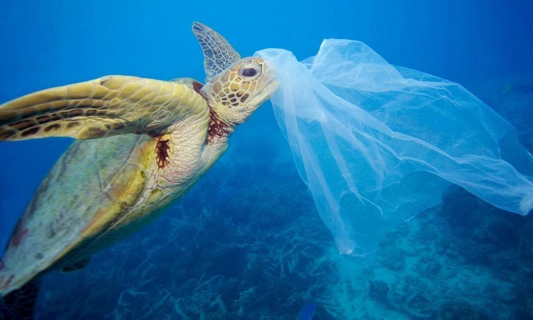 Tartarugas marinhas podem comer plástico por sentir cheiro de comida