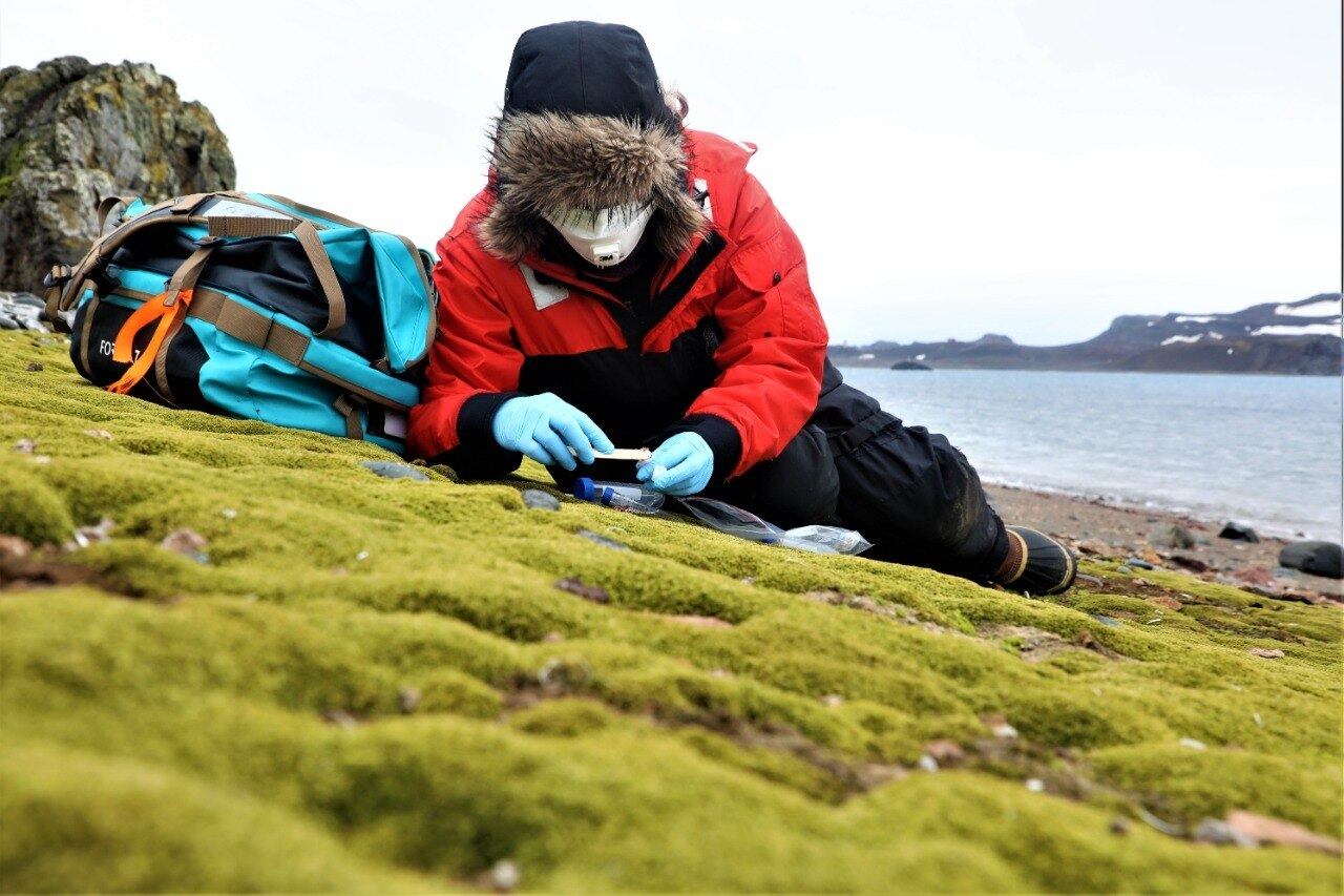 Coleta de musgo na Antártica para análise em laboratório