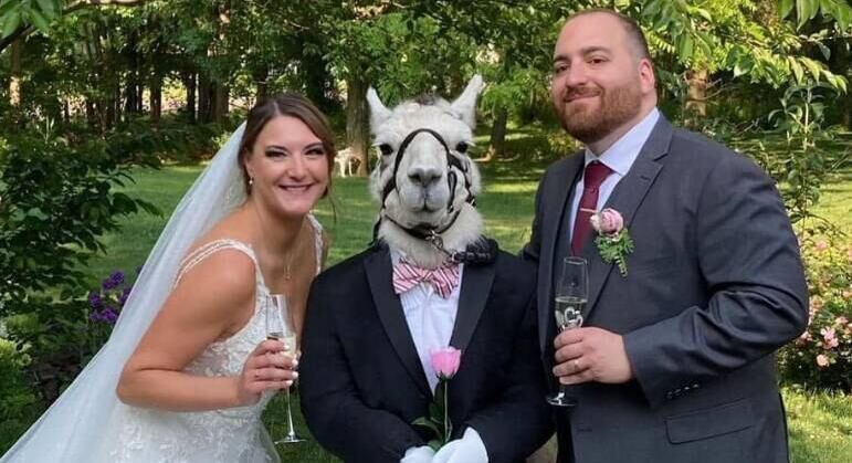 Lhama vira padrinho de casamento de casal norte-americano