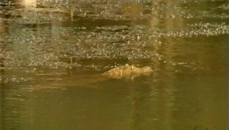 Jacaré vai continuar na fazenda