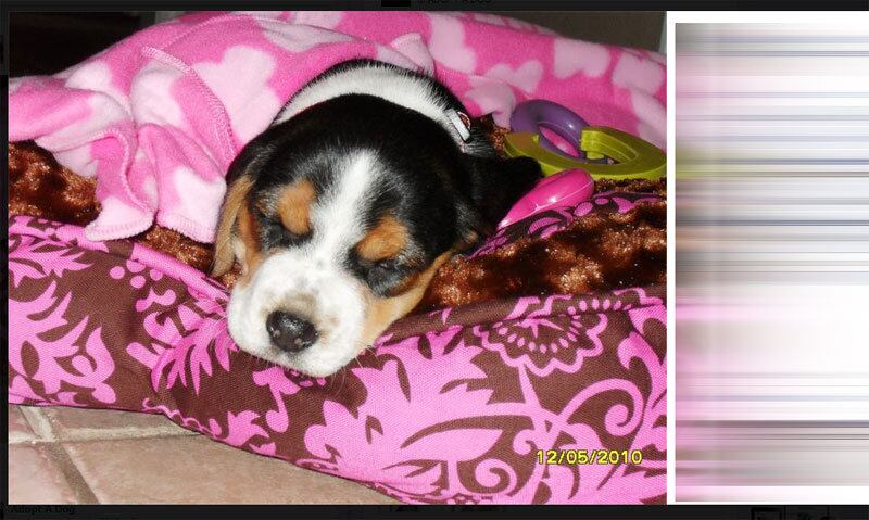 

Não compartilhe em excesso correntes,
mensagens de pessoas desaparecidas ou campanhas para adotar cachorrinhos e
gatinhos! Isso é uma das primeiras coisas que os pais fazem. É uma boa ação. Mas
eles acabam exagerando... E aí ninguém lê

