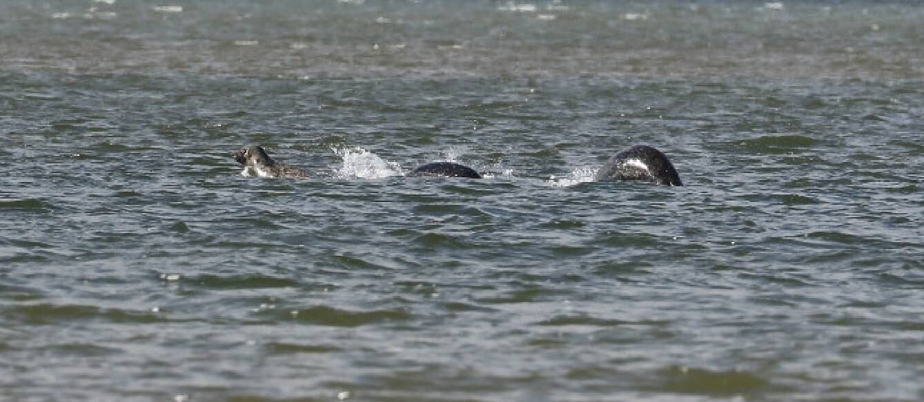 A fotografia tirada por ele parece mostrar uma criatura com uma cor verde meio prateada, e com pelo menos dois metros de comprimento, nadando longe da lente da câmera, balançando a sua cabeça e batendo sua cauda


