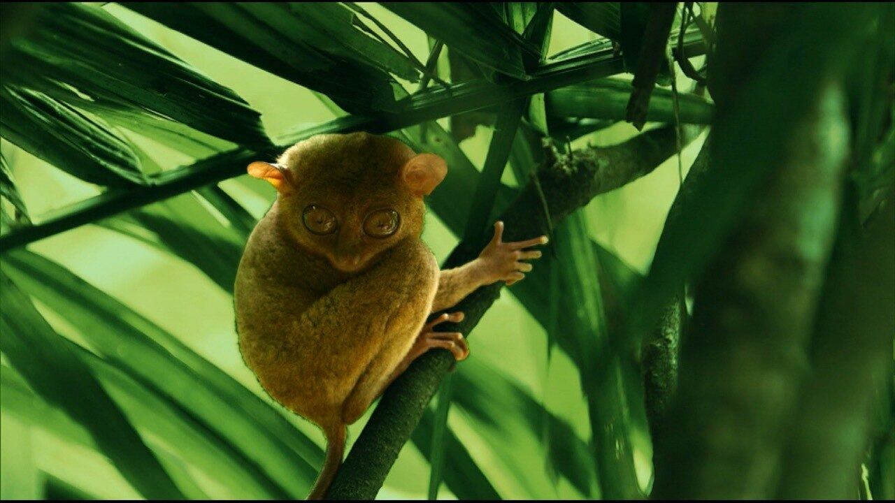 Romeu Piccoli viajou às Filipinas, onde conheceu espécies curiosas como o Társio