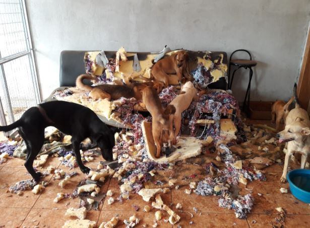 “É a sala deles, mas foi muito engraçado. Corri para pegar o celular, o Piolho estava muito confortável ali”