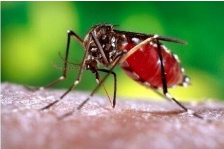 São Paulo ocupa a 3ª posição no ranking de cidades com o maior numero de casos de dengue