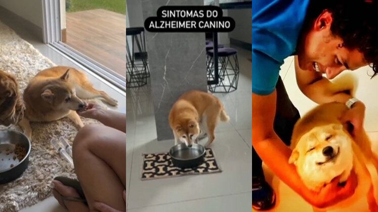 O cachorro Max, da raça Shiba Inu, está com a família Neres há 15 anos, mas há três anos esse vínculo se tornou ainda mais forte. O cão foi diagnosticado com a doença após apresentar sinais de que já não era o mesmo. Desde então, ele não come nem bebe água sozinho e tem crises de pânico