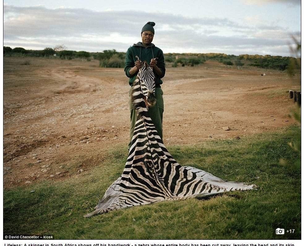 A caça ilegal tem sido bastante debatida nas últimas semanas
após a morte do leão Cecil, animal símbolo do Zimbábue que foi assassinado pelo
dentista norte-americano Walter Palmer   
             
ATENÇÃO: ALGUMAS DAS IMAGENS A SEGUIR SÃO FORTES