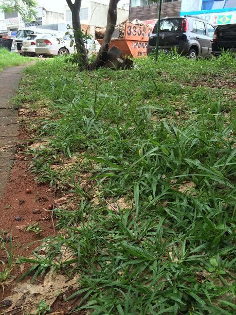 Núcleo de Zoonoses recebeu chamados de moradores da quadra 407 Sul, em Brasília