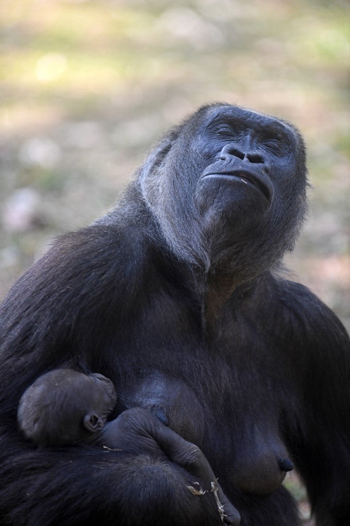 BRAZIL-ZOO-GORILLA
Western lowland gorilla Imbi and her baby gorilla are seen at the zoo in Belo Horizonte, Brazil, on September 24, 2021. The baby gorilla was born on September 3, 2021, and is the fifth of the species -which appears on the International Union for Conservation of Nature (IUCN) red list as critically endangered- to be born in the zoo, the only one in South America to succeed in breeding the species.
DOUGLAS MAGNO / AFP