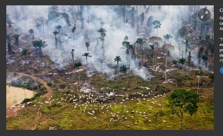 Epicentro da guerra de dominação da natureza no Brasil, a Amazônia agoniza, enquanto imagens registram queimadas ao lado do gado pastando