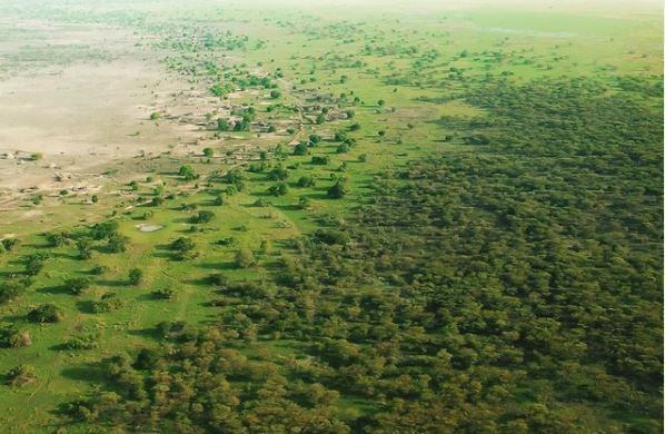 Projeto está ajudando países africanos a manter as florestas do continente