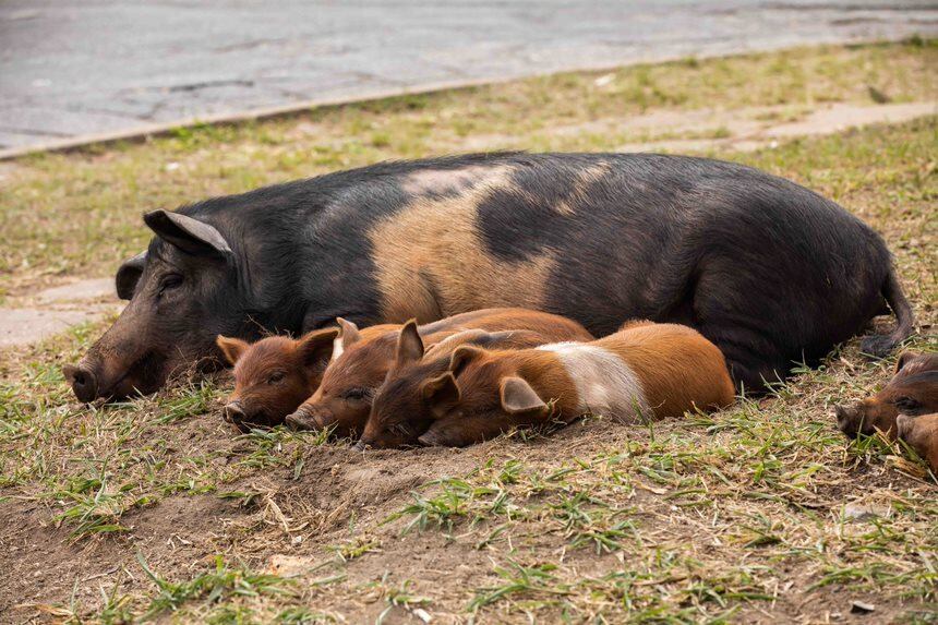 Divisa - Osasco - Porcos