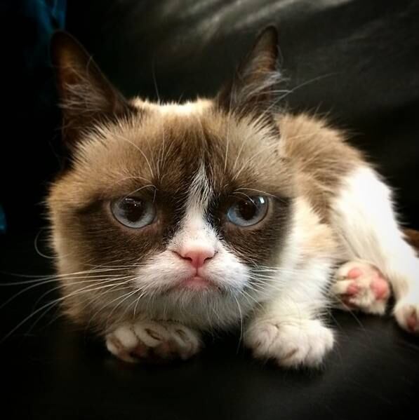 Talvez uma das maiores personalidades da internet não seja uma celebridade, ou uma banda, e sim um gato: o Grumpy Cat, ou gato emburrado, na verdade é uma fêmea que parece estar sempre de mau humor