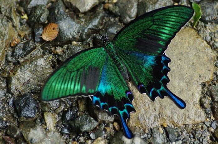 Espécie: Black Swallowtail